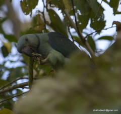 Psittacula columboides