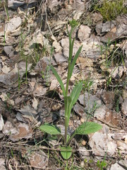 Tephroseris integrifolia