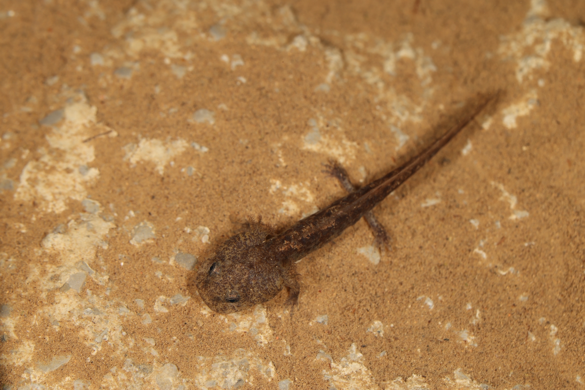 Jinfo Salamander photo 4