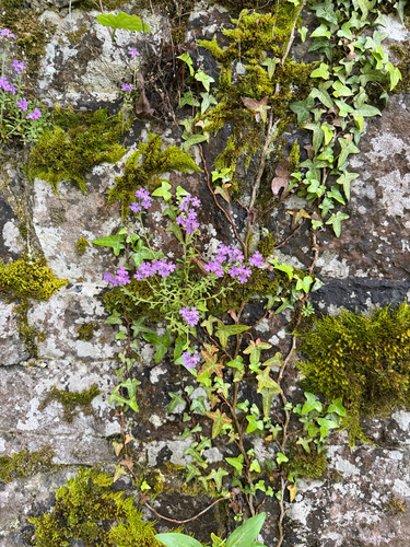 Fairy Foxglove