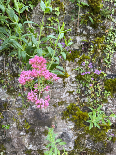 Red Valerian