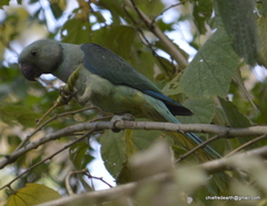 Psittacula columboides
