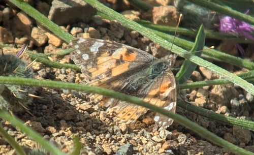 Painted Lady