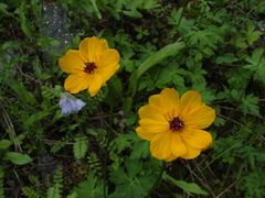 Trollius sibiricus