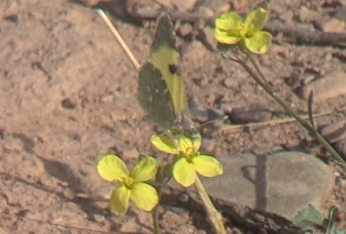 Greenish Black-tip