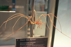 Giant Sea Spider