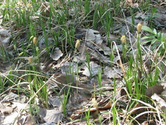 Carex michelii
