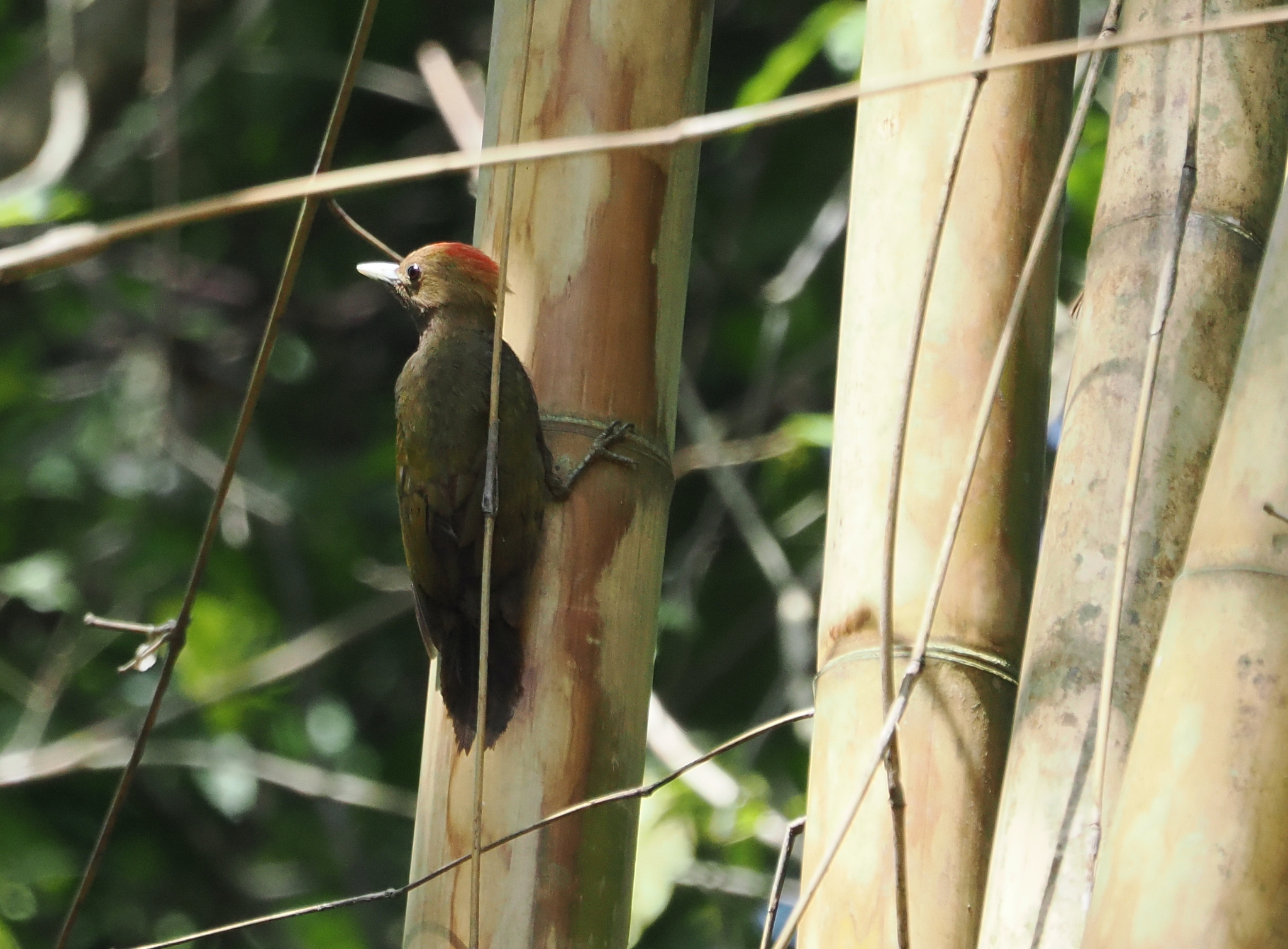 Bamboo Woodpecker (Gecinulus viridis), photo 8