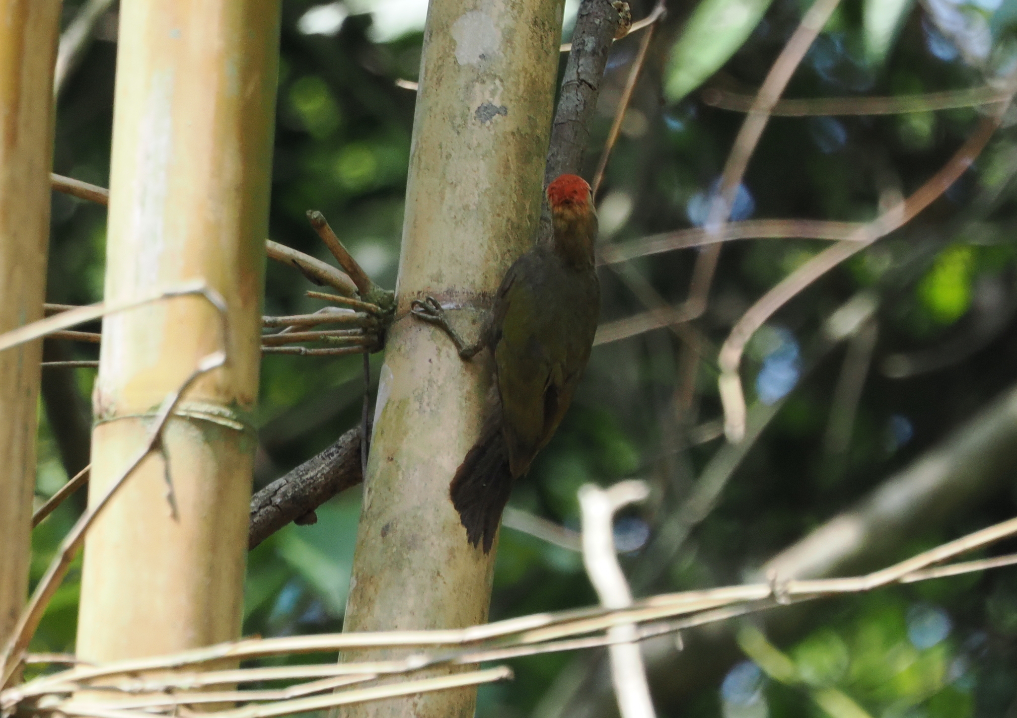 Bamboo Woodpecker (Gecinulus viridis), photo 9