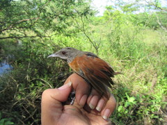 Synallaxis erythrothorax