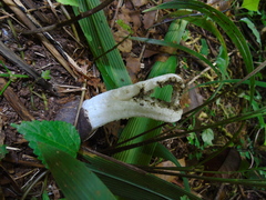 Blumenavia angolensis