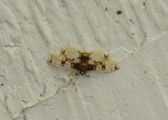 Compacta hirtalis