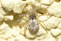 Oecobius maculatus
