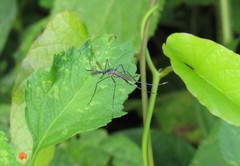 Toxorhynchites rutilus