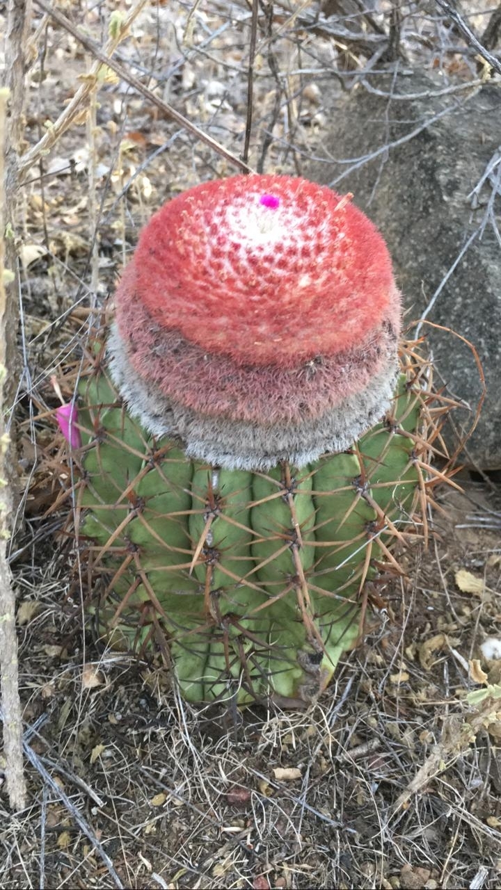 Melocactus zehntneri