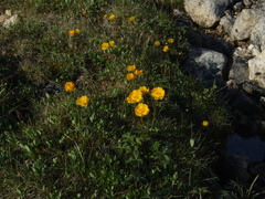 Trollius sibiricus