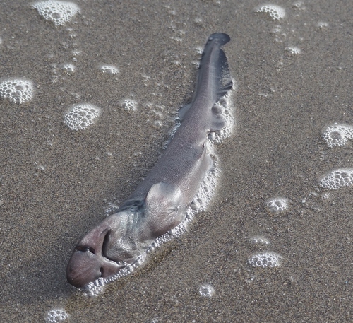 Brown cat shark (Apristurus brunneus) — Scyliorhinidae — 3