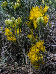 Ericameria nauseosa speciosa