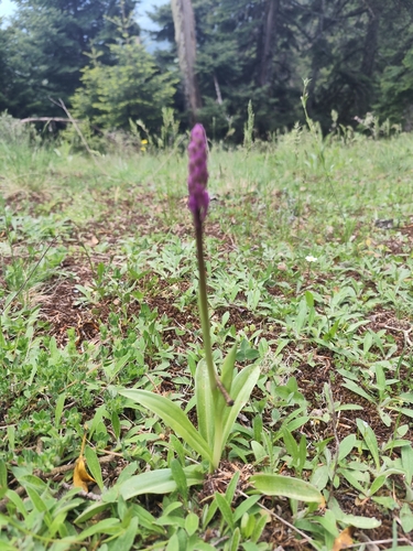 Early Purple Orchid