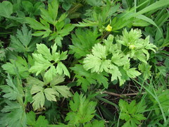 Peronospora ranunculi