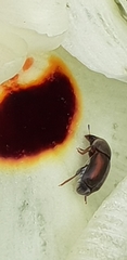 Urodontinae