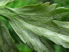 Peronospora ranunculi
