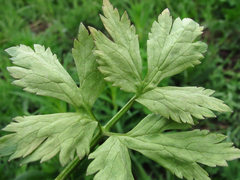 Peronospora ranunculi