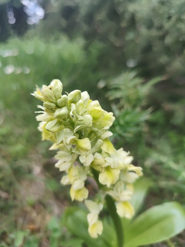 Pale-flowered Orchid