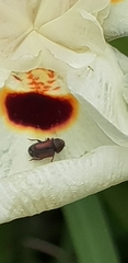 Urodontinae
