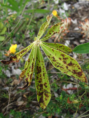 Stemphylium botryosum