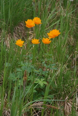 Trollius sibiricus