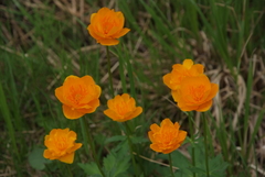 Trollius sibiricus