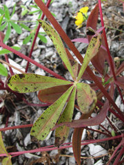 Stemphylium botryosum