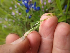Trisetum interruptum