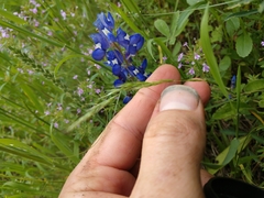 Trisetum interruptum