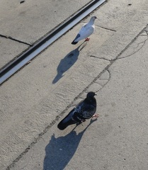 Columba livia domestica
