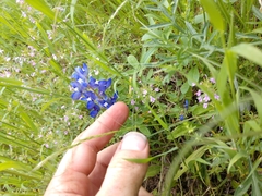 Trisetum interruptum