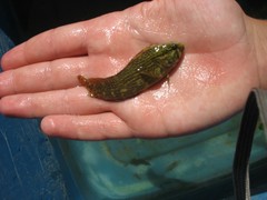 Chasmodes bosquianus