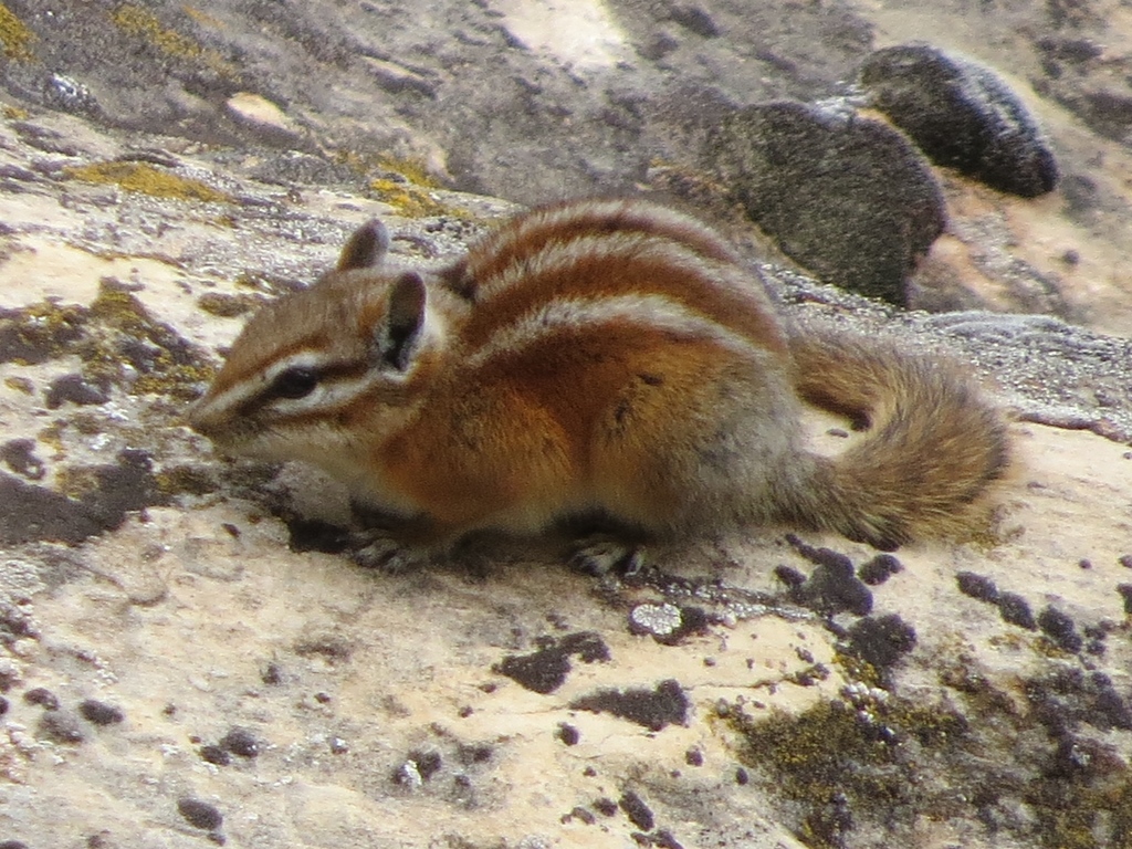Рыжий бурундук (Mammals of Arizona) · iNaturalist