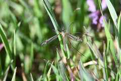 Tipula vernalis
