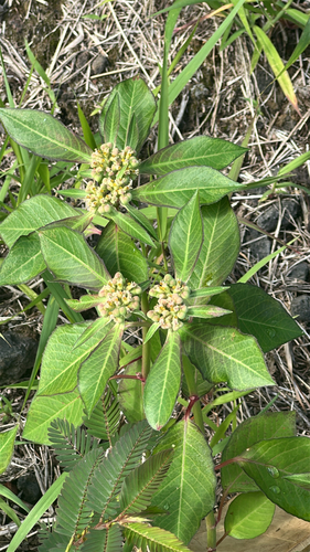 Euphorbia heterophylla observed 2026-05-19