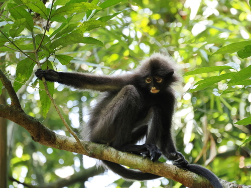 Robinson's Banded Langur