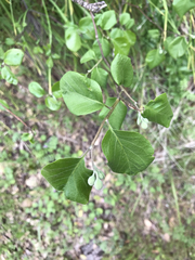 Styrax redivivus