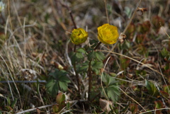 Trollius sibiricus