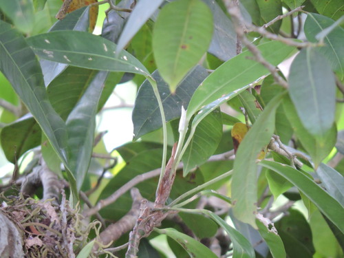 Anthurium obtusum, photograph 6