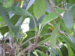 Anthurium obtusum, photograph (c) Letizia Weichgrebe, some rights reserved (CC BY)