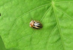 Agroiconota propinqua