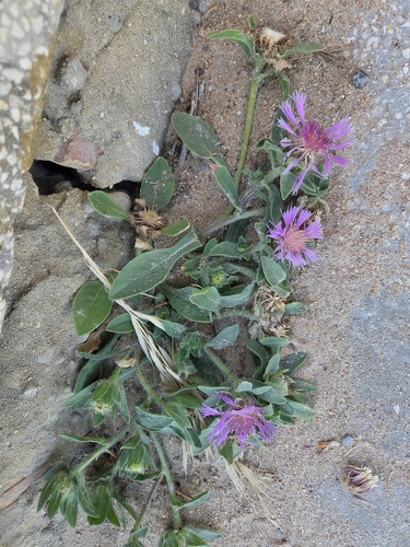 Centaurea pullata