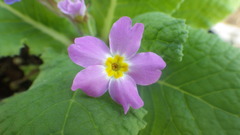 Primula vulgaris rubra