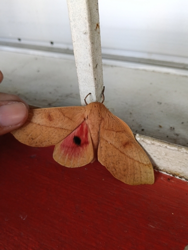 Syssphinx molina